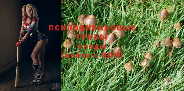 гидра Новозыбков